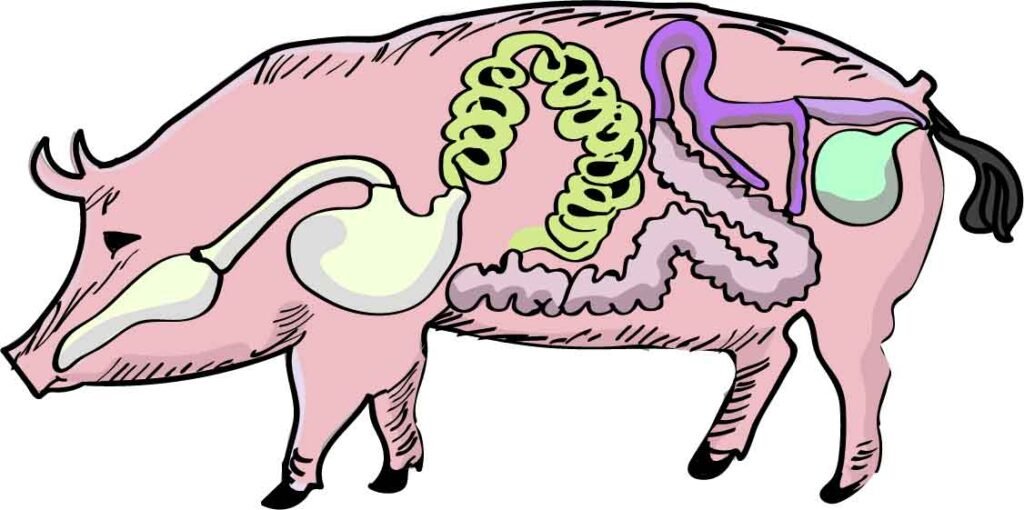 Ilustração da anatomia da galinha e o porco vetorizada